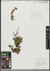 Foto von Salix serpyllifolia Scop.
